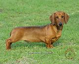 Dachshund 9J81D-03